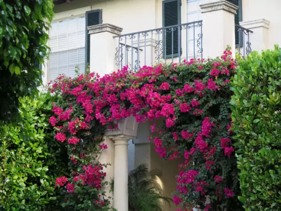 Lovely walk past mansions, flowers, statues, and lanterns.