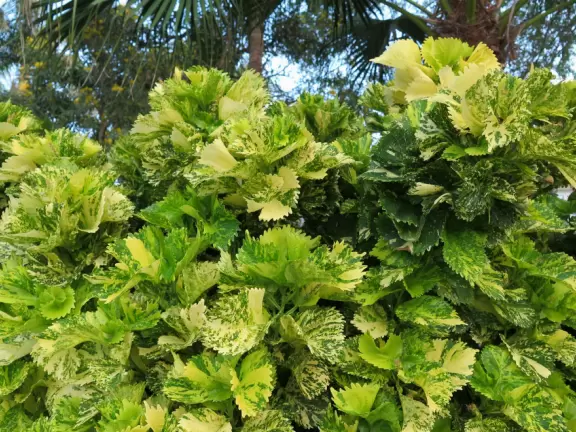 Lovely walk past mansions, flowers, statues, and lanterns.