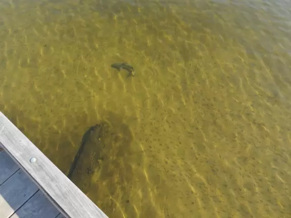 Beautiful boardwalk along the intracoastal in downtown Stuart.