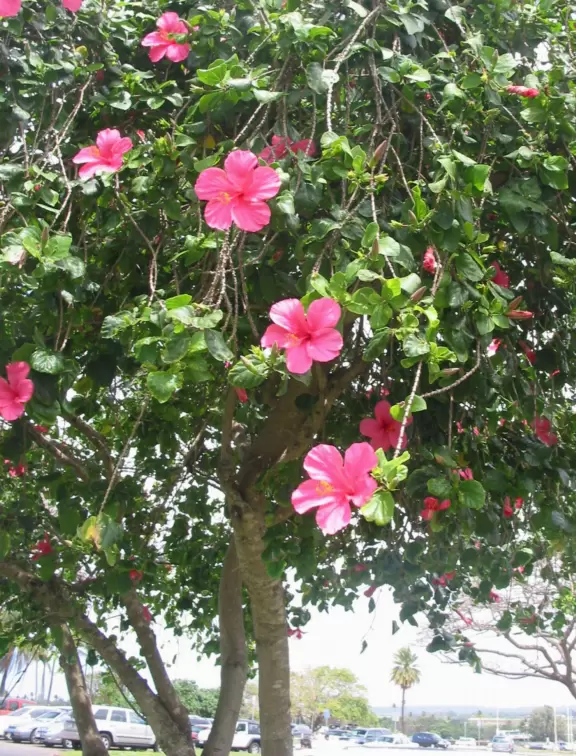 Great beach to learn to surf or to go for a long stroll.