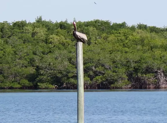 Short walk through mangrove forest to two piers on the intracoastal waterway.