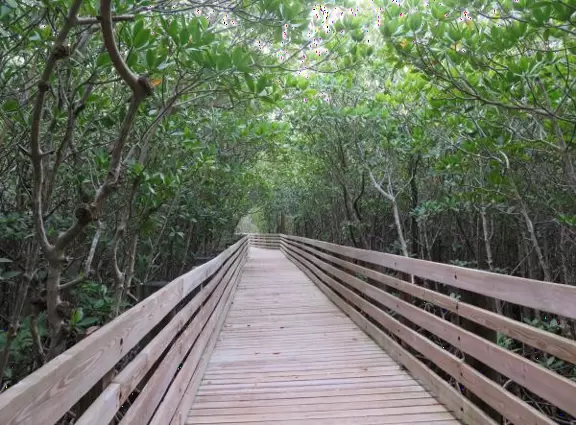 Tropical walk through mangrove forest and varied vegetation to a huge gazebo over the intracoastal and a path to a little beach.