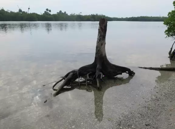 Tree stump.