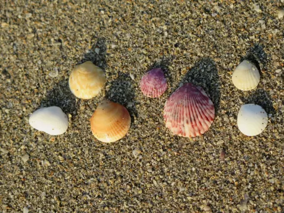 Nice beach for a long walk and shell collecting.