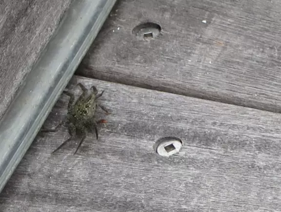 Beautiful boardwalk along the intracoastal in downtown Stuart.