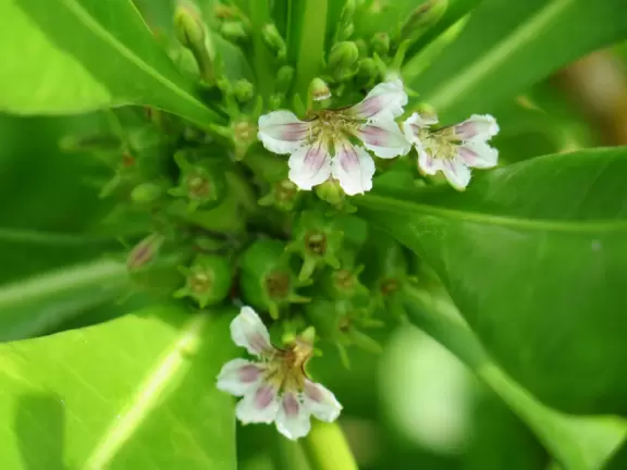 Naupaka, a half-flower shrub from Hawaii, the incarnation of a girl separated from her lover. 
