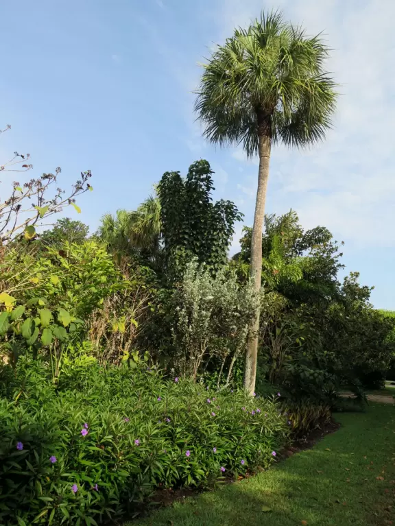 Stroll along a pedestrian-only street beside the blissful intracoastal waterway beside mansions with lush gardens under swishing coconut trees.
