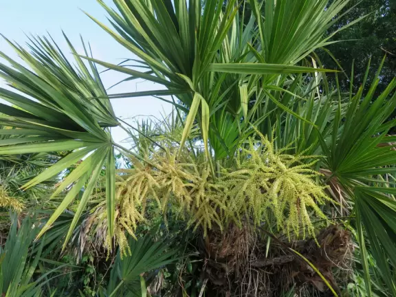 Long walk with wide sidewalk, past lush jungly forest. Some car noise.