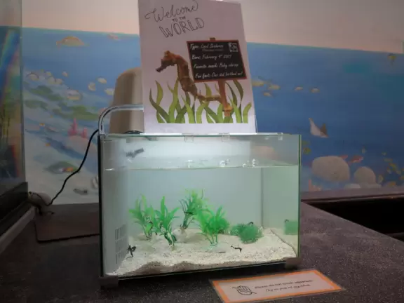 Beautiful nature center on Hutchinson Island, with nature trail on boardwalks, lagoon filled with sharks and game fish, stingrays you can feed by hand, and huge ocean deck with views around the island!