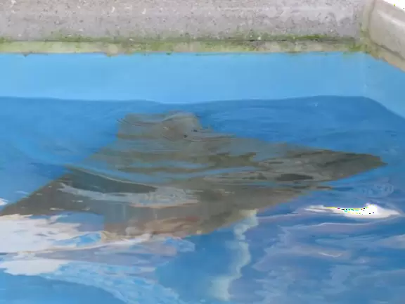 Beautiful nature center on Hutchinson Island, with nature trail on boardwalks, lagoon filled with sharks and game fish, stingrays you can feed by hand, and huge ocean deck with views around the island!