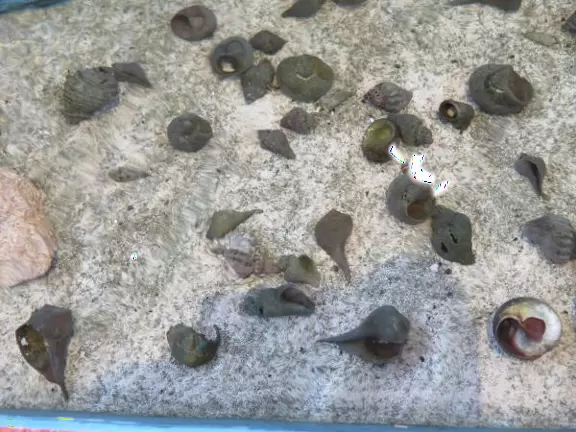 Beautiful nature center on Hutchinson Island, with nature trail on boardwalks, lagoon filled with sharks and game fish, stingrays you can feed by hand, and huge ocean deck with views around the island!