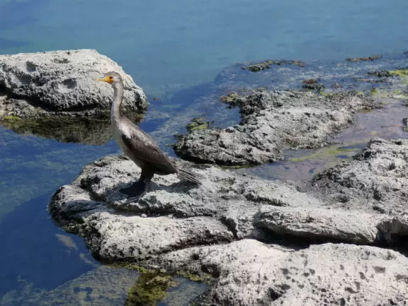 Beautiful nature center on Hutchinson Island, with nature trail on boardwalks, lagoon filled with sharks and game fish, stingrays you can feed by hand, and huge ocean deck with views around the island!