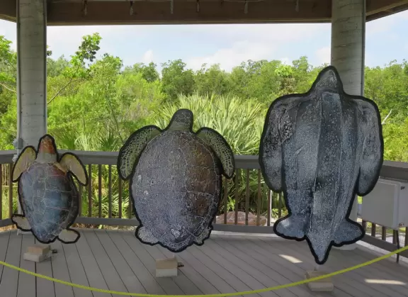 Beautiful nature center on Hutchinson Island, with nature trail on boardwalks, lagoon filled with sharks and game fish, stingrays you can feed by hand, and huge ocean deck with views around the island!