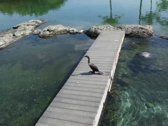 Beautiful nature center on Hutchinson Island, with nature trail on boardwalks, lagoon filled with sharks and game fish, stingrays you can feed by hand, and huge ocean deck with views around the island!
