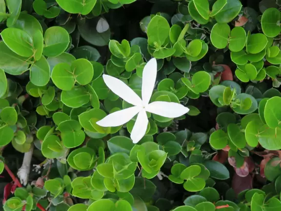 Walk past tropical plants in a hilly area!