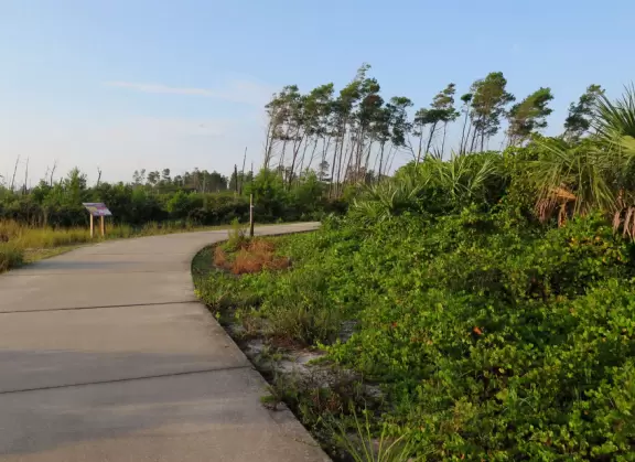 Very wide cement path through lovely white-sand forest! There is also a narrow, unpaved path that is lovely.