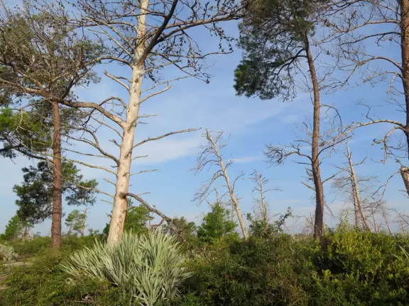 Very wide cement path through lovely white-sand forest! There is also a narrow, unpaved path that is lovely.