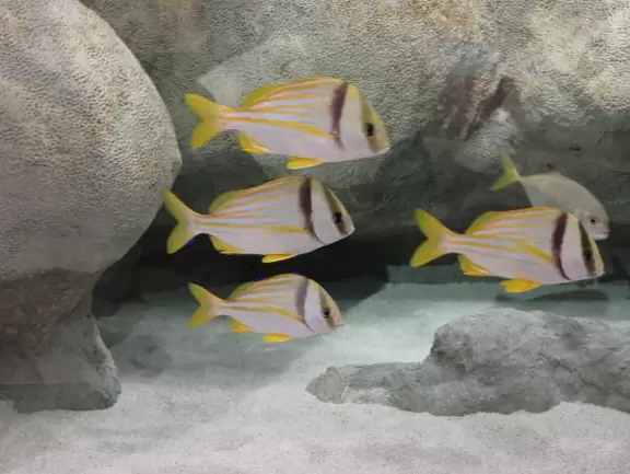 Beautiful nature center on Hutchinson Island, with nature trail on boardwalks, lagoon filled with sharks and game fish, stingrays you can feed by hand, and huge ocean deck with views around the island!