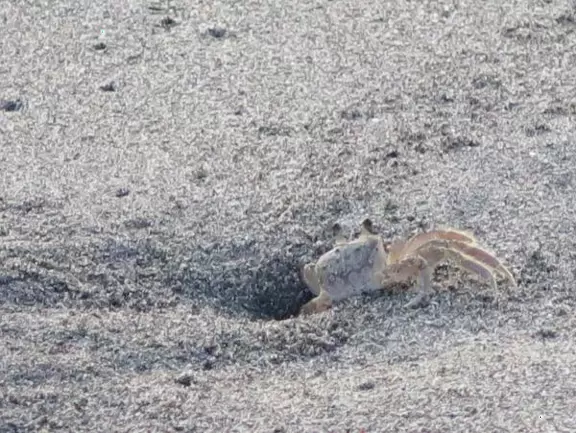 Beach with technicolor blue-green water sometimes, and a huge shady picnic pavilion where neighbors gather to watch the water, on beautiful Jupiter Island.