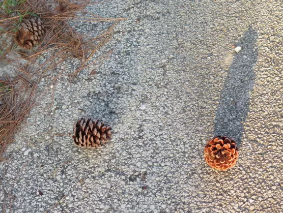 Shady morning walk past pretty landscaping.