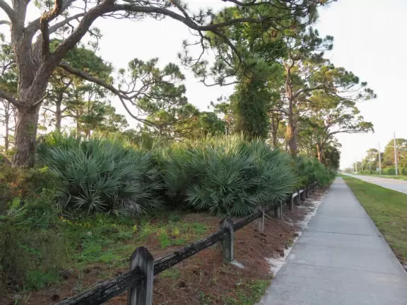 Shady morning walk past pretty landscaping.