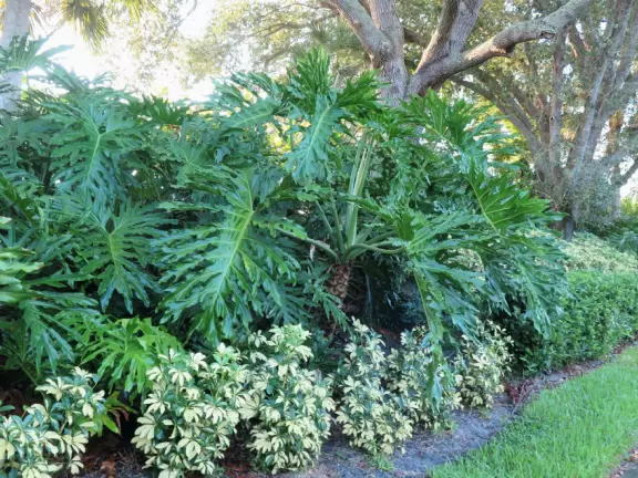 Shady morning walk past pretty landscaping.
