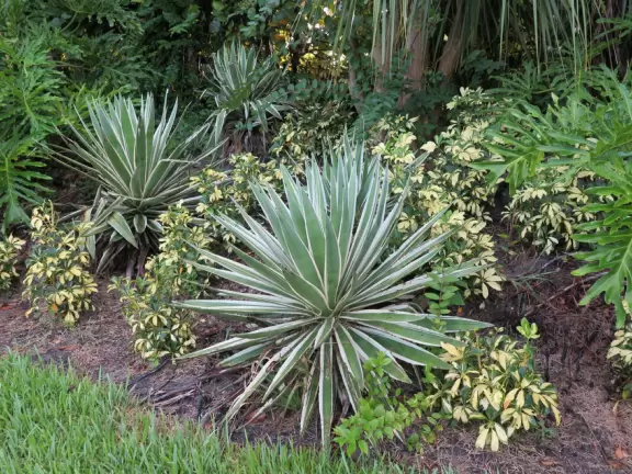 Shady morning walk past pretty landscaping.