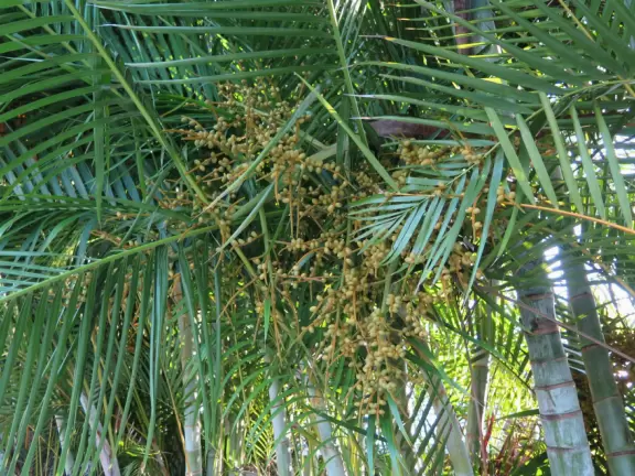 Shady morning walk past pretty landscaping.