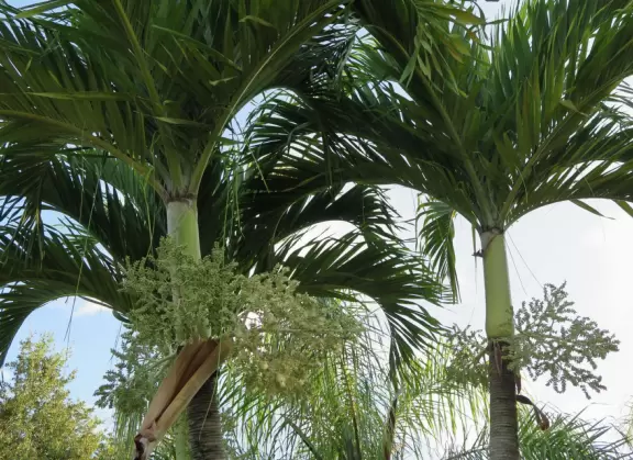 Shady morning walk past pretty landscaping.