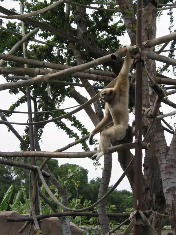 Stunning lush lawns shaded by massive tree canopies, tropical flowers, winding paths, intimate exhibits, a space-age playground, and petting zoo.