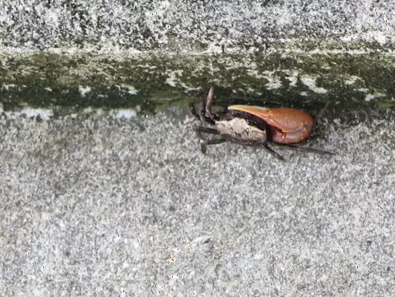 Beautiful nature center on Hutchinson Island, with nature trail on boardwalks, lagoon filled with sharks and game fish, stingrays you can feed by hand, and huge ocean deck with views around the island!