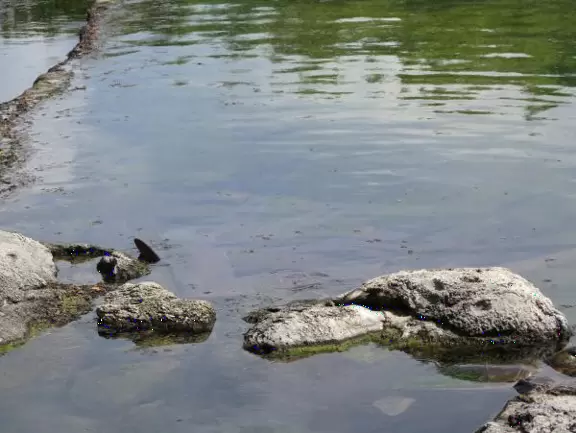 Beautiful nature center on Hutchinson Island, with nature trail on boardwalks, lagoon filled with sharks and game fish, stingrays you can feed by hand, and huge ocean deck with views around the island!