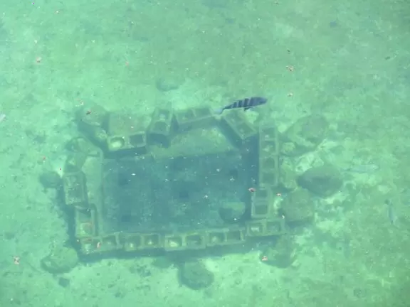 Striped fish near a fake reef.