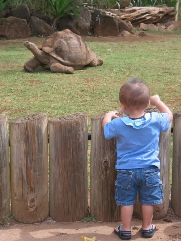 Stunning lush lawns shaded by massive tree canopies, tropical flowers, winding paths, intimate exhibits, a space-age playground, and petting zoo.