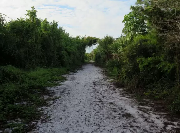 Loop with firm-packed white sand, wildflowers, and a canopy of trees.