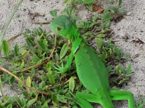 Beautiful park with wooden boardwalks jutting into the intracoastal, nature trail, and beach.