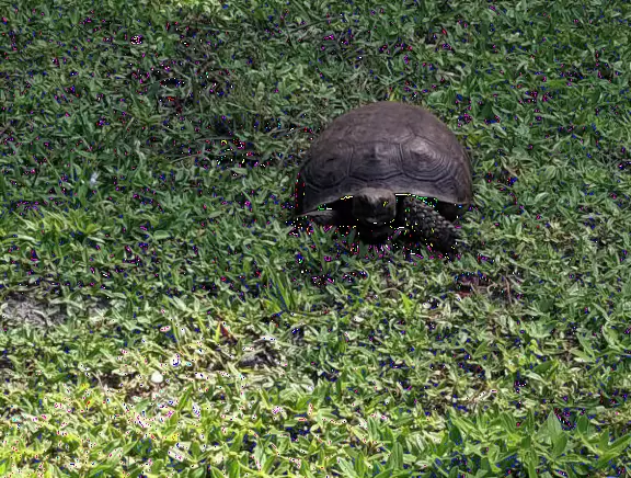 Large playground with sand floor and huge shade canopy, plus hike through a jungle paradise!