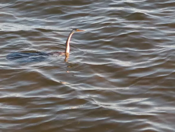 Beautiful, large park on the intracoastal waterway with a wonderful children's museum, splash pad, pier, waterfront boardwalk, white sand beach, mansion, captain's house, mangrove boardwalk, and path around a pond.