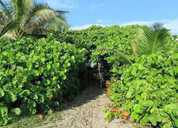 Winding sidewalk along Ocean Dr with tons of morning shade, and gorgeous ocean views through the trees!