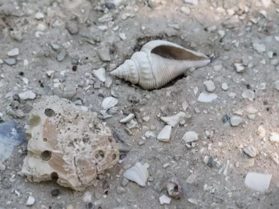 Lovely three mile loop walk past wildflowers, the bay, and to a tower with great views!