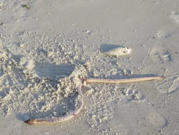 White sand beach with glorious sunsets. You can grab food at the cafes on Pine Ave and have a picnic at the beach.