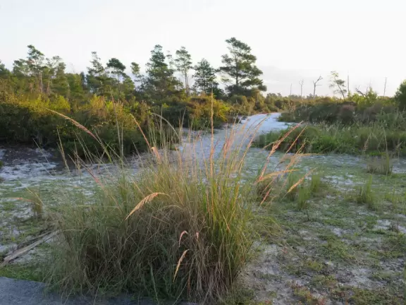 Very wide cement path through lovely white-sand forest! There is also a narrow, unpaved path that is lovely.