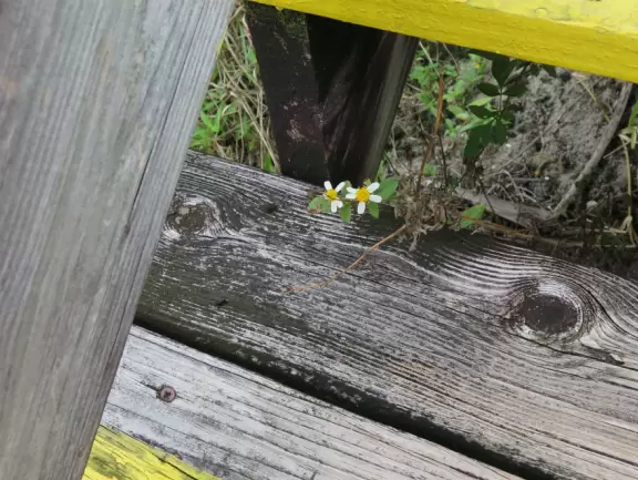 <a href="../Palm_Beach/Tequesta_town.html" target="_blank" rel="noopener"></a>Beautiful scenery- otherworldly tree stumps and pine scrub, then pine forest, then mangroves, then river jungle.