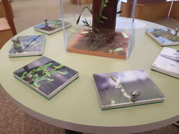 <a href="../Palm_Beach/Tequesta_town.html" target="_blank" rel="noopener"></a>Beautiful scenery- otherworldly tree stumps and pine scrub, then pine forest, then mangroves, then river jungle.