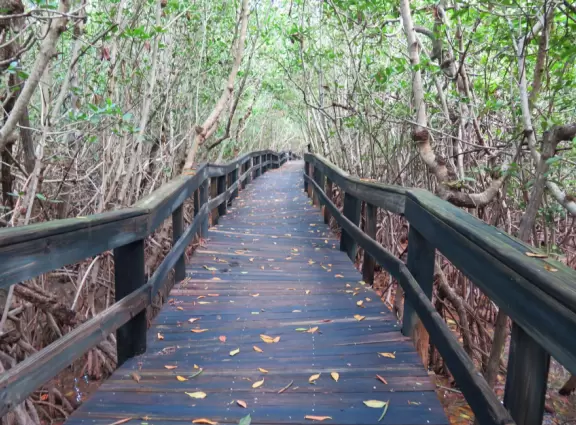 Beautiful nature center on Hutchinson Island, with nature trail on boardwalks, lagoon filled with sharks and game fish, stingrays you can feed by hand, and huge ocean deck with views around the island!