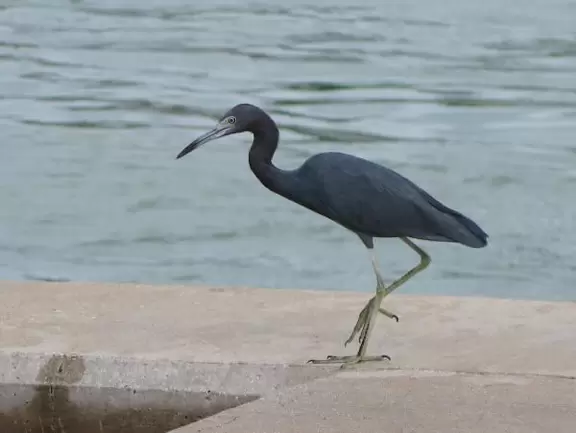 Large lagoon with clear water where kids can swim, tons of shade, and playground in the sand.