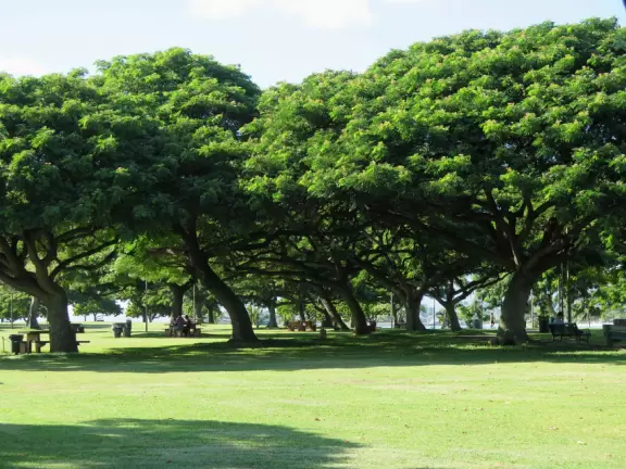 Grassy spot with coconut trees, manmade cove, and great views of Diamond Head.