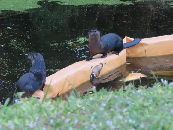Two otters playing in the creek on Heritage Blvd near Federal Hwy!