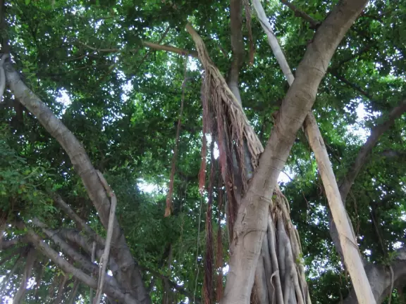 Hau Tree Beach, or Kaimana Beach, offers one of the best swims in Waikiki- clear calm water with a soft sandy bottom, and tons of shade!