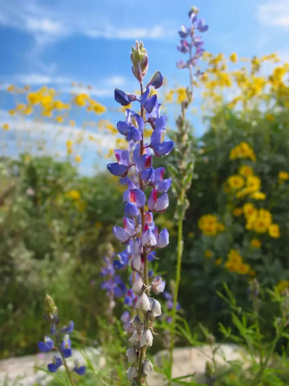 A secluded park in the far western edge of Phoenix, where spring wildflowers make their glorious appearance!